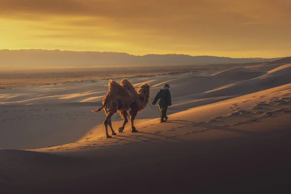 Kamel bei Sonnenaufgang durch die Sanddünen, Wüste Gobi in der Mongolei. — Stockfoto