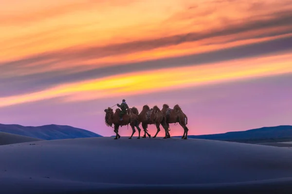 Kamel bei Sonnenaufgang durch die Sanddünen, Wüste Gobi in der Mongolei. — Stockfoto