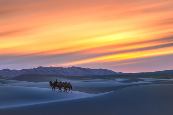 Gobi desert, may 2019, Mongolia : Camel going through the sand dunes on sunrise, Gobi desert Mongolia.