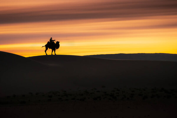 Camel going through the sand dunes on sunrise, Gobi desert Mongolia.