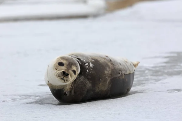 Young Harp Seal Gelo — Fotografia de Stock