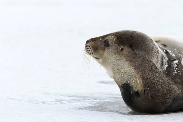 Young Harp Seal Gelo — Fotografia de Stock