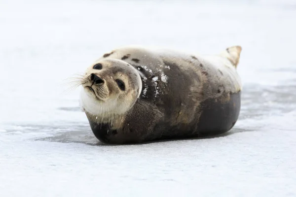 氷の上の若いハープ シール — ストック写真
