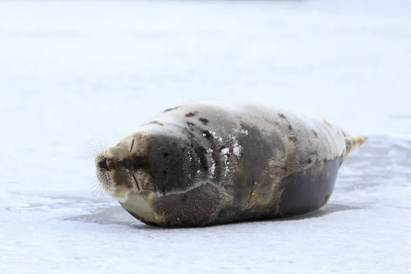 Young Harp Seal Gelo — Fotografia de Stock