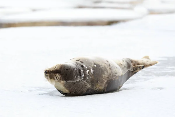 Young Harp Seal on the ice.