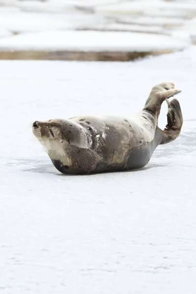 Jeune Phoque Groenland Sur Glace — Photo