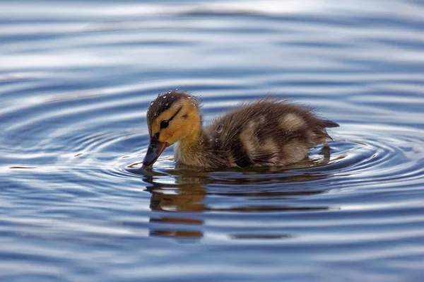 Ένα Παπάκι Mallard Καλυμμένο Σταγονίδια Νερού — Φωτογραφία Αρχείου