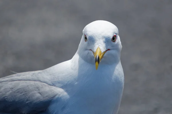 Retrato Uma Gaivota Anel — Fotografia de Stock