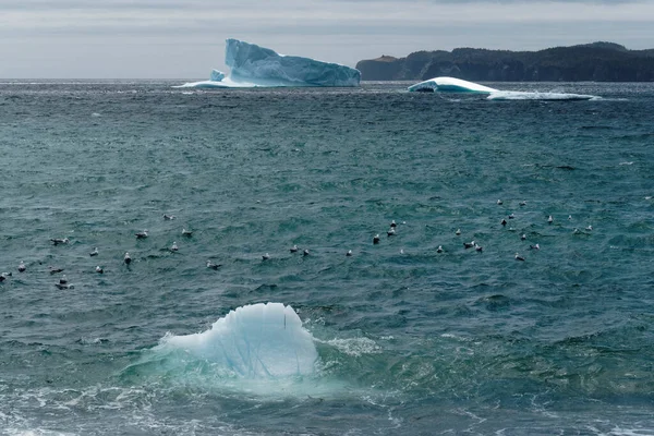 뉴펀들랜드의 트렉턴에 자리를 잡으면서 해안선의 아름다움을 주었다 관광객들에게 인기가 — 스톡 사진