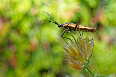 Çayır böceği yaygın bir ot tohumu haşeresidir..
