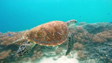 Deniz kaplumbağası mercan resif üzerinde