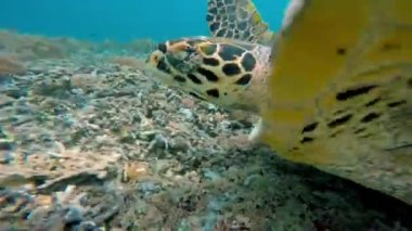 Deniz kaplumbağası mercan resif üzerinde