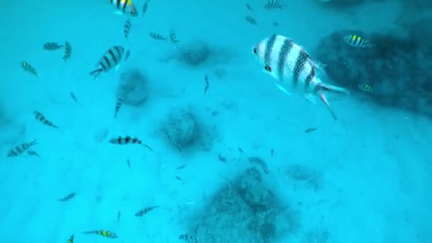 줄무늬 물고기 수영 — 비디오