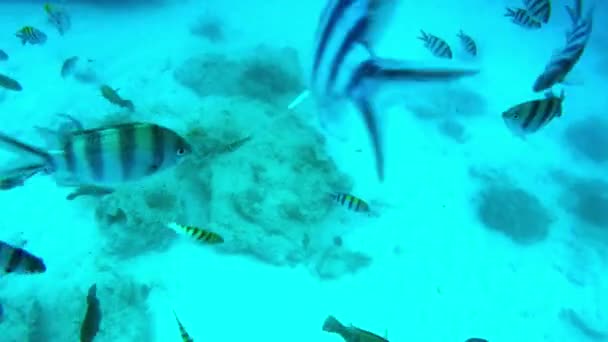Полосатые рыбы плавают — стоковое видео