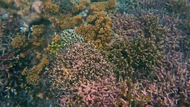 Arrecife de coral con peces — Vídeos de Stock