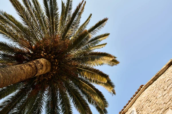 Palmiye ağacı ve güneşli gökyüzü arka plan üzerinde eski taş ev — Stok fotoğraf