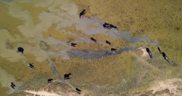 Vista dall'alto a gregge di bufali d'acqua a piedi — Video Stock