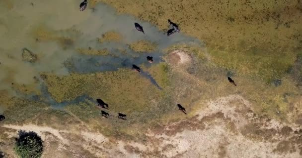 Visa från ovan på besättningen Walking vattenbufflar — Stockvideo