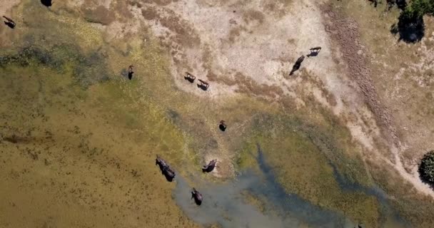 Yukarıdan su bufalo yürüme sürüsü görüntüleme — Stok video