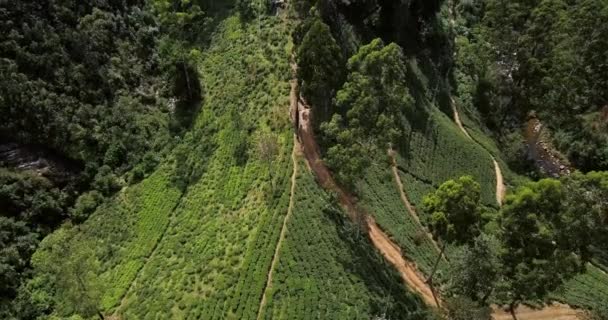 Paisaje tropical de colinas verdes con plantaciones de té y edificios — Vídeo de stock