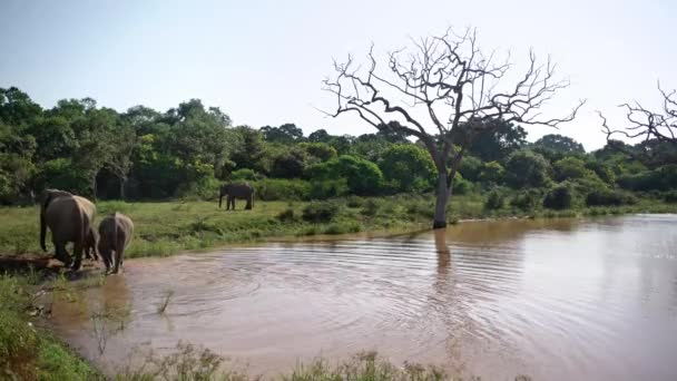 Aziatische olifanten in de buurt van rivier in Yala National Park — Stockvideo