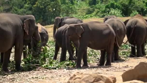 Les éléphants d'Asie mangent dans le parc national de Yala 