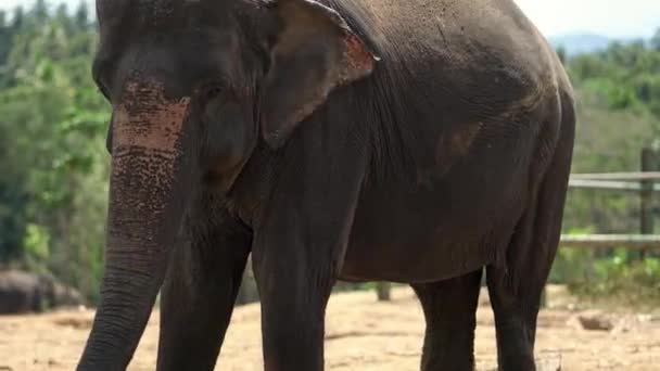 Mignon éléphant d'Asie bouge son tronc et agite ses oreilles sur le fond ensoleillé des arbres verts dans le parc national de Yala sur le Sri Lanka. Enregistrement vidéo en gros plan .