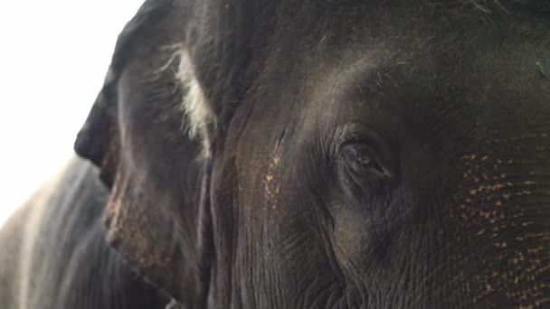 Closeup video-opname van de Aziatische olifant in het Yala National Park — Stockvideo