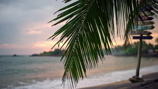 Swinging palmy na tropikalny tło morza i niebo zachód słońca — Wideo stockowe
