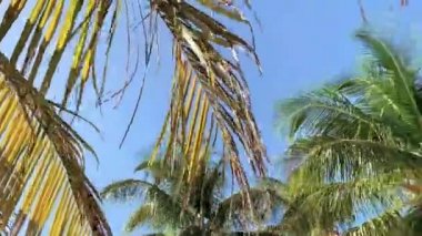 Palmiye ağaçlarının Miami mavi gökyüzü arka plan üzerinde güneş parlıyor