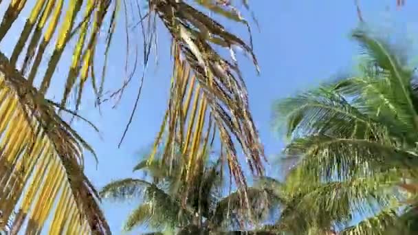 Słońce świeci się na palmy na tle niebieskiego nieba w Miami — Wideo stockowe