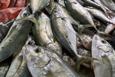 Islak taze yeşil-gümüş ve kırmızı balıklar birbirlerine yalan