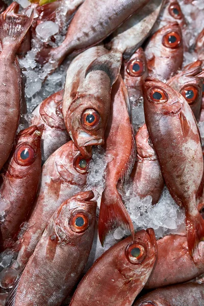 Σωρός από υγρό φρέσκα κόκκινα ψάρια που βρίσκονται στον πάγο — Φωτογραφία Αρχείου