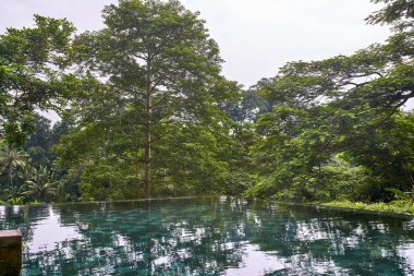 Arka plan açık havada tropik yeşil ağaçların üzerinde güzel yüzme havuzu
