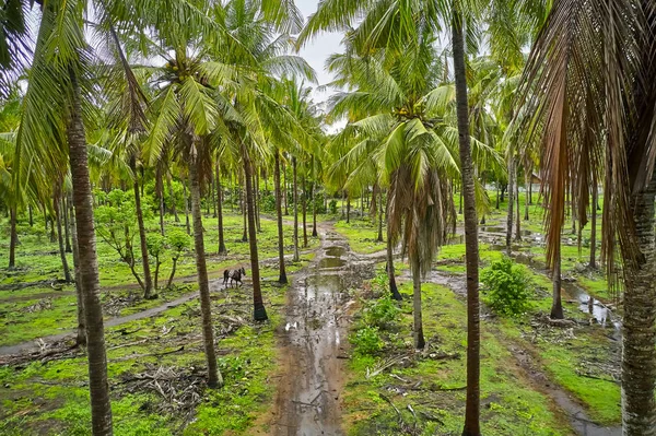 Tropiska träd och ensam häst på våt lera vägen mellan dem — Stockfoto