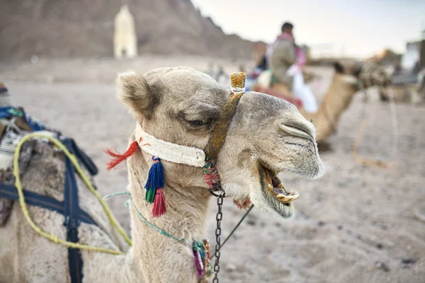 Groep van Arabische kamelen rusten op de grond buitenshuis — Stockfoto