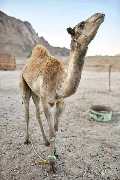 Hermoso camello árabe se encuentra en el suelo al aire libre — Foto de Stock