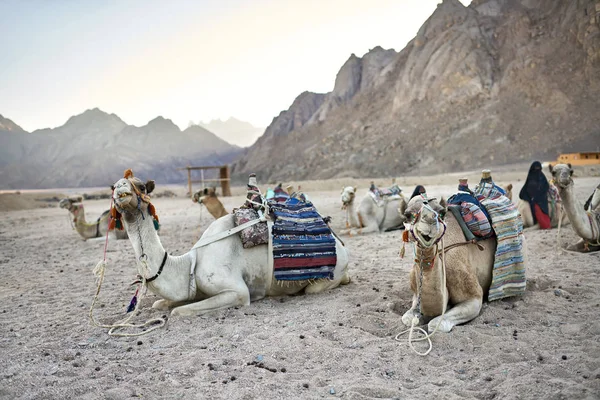 Manada Camelos Árabes Com Selas Coloridas Estão Deitados Chão Deserto — Fotografia de Stock