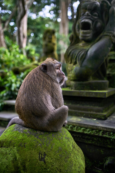 Adult macaque sitting in Monkeys Forest on Bali