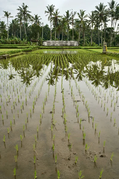 Tropische Landschaft aus feuchtem Reisfeld in Ubud auf Bali — Stockfoto