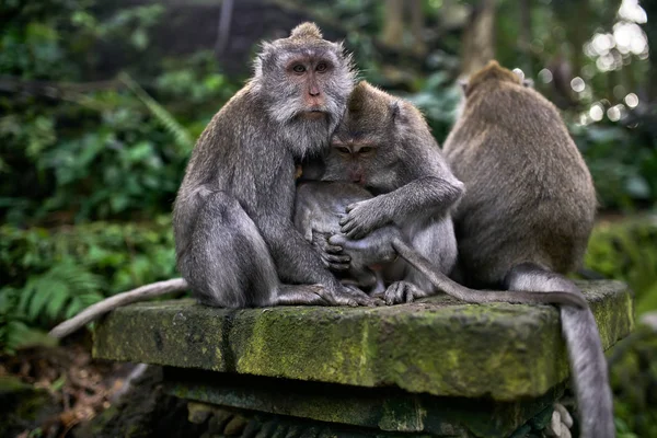 Família de macacos descansando na floresta de macacos em Bali — Fotografia de Stock