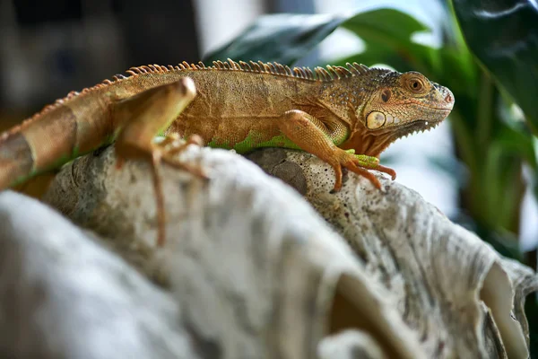 Primer plano retrato de lagarto de colores cerca de la planta verde — Foto de Stock