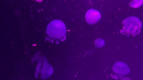 Primo piano registrazione video subacquea di meduse di nuoto — Video Stock