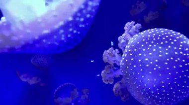 Yüzme denizbalıkların closeup sualtı video kaydı