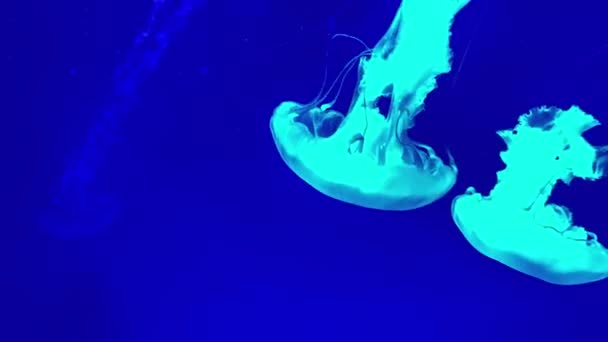 Closeup underwater video recording of swimming jellyfishes — Stock Video