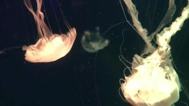 Yüzme denizbalıkların closeup sualtı video kaydı