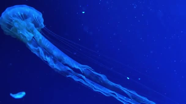 Closeup víz alatti videofelvétel úszás medúza — Stock videók