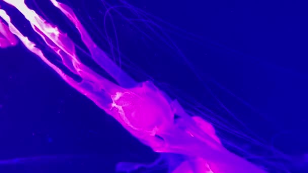 Gros plan enregistrement vidéo sous-marin de méduses de natation 