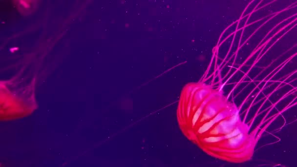 Closeup underwater video recording of swimming red jellyfishes — Stock Video