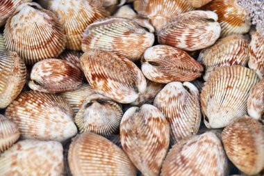 Açık havada su yüzeyinin altında yatan kırmızı-kahverengi-bej yumuşakça